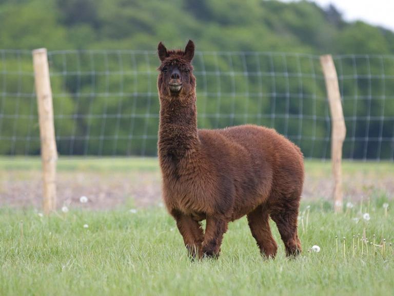 tyson-alpaca-coronavirus.jpg