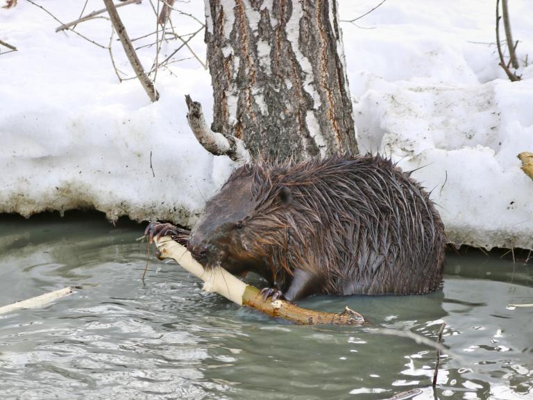 beaver-canada.jpg