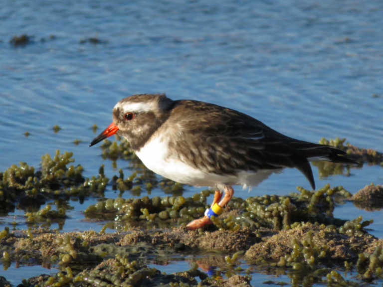 shore-plover-new-zealand.png