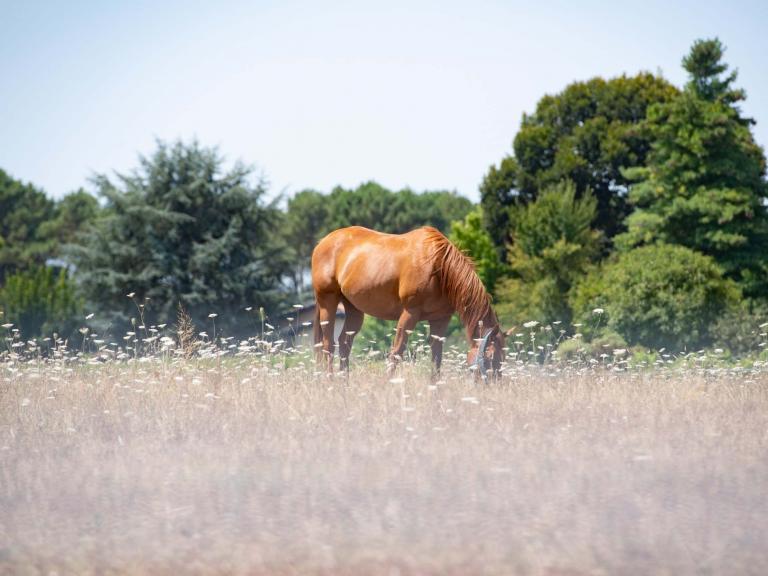 horsefrance.jpg