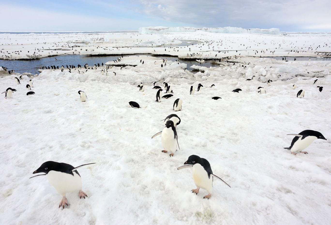 A colony of Adelie penguins in Antarctica, who experts say are finding it harder to find food as sea ice melts. In a separate study, scientists say Magellanic penguins in Argentina are being killed by global warming