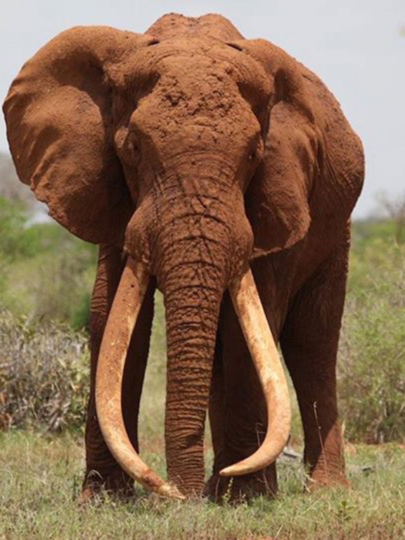 Image result for satao elephant