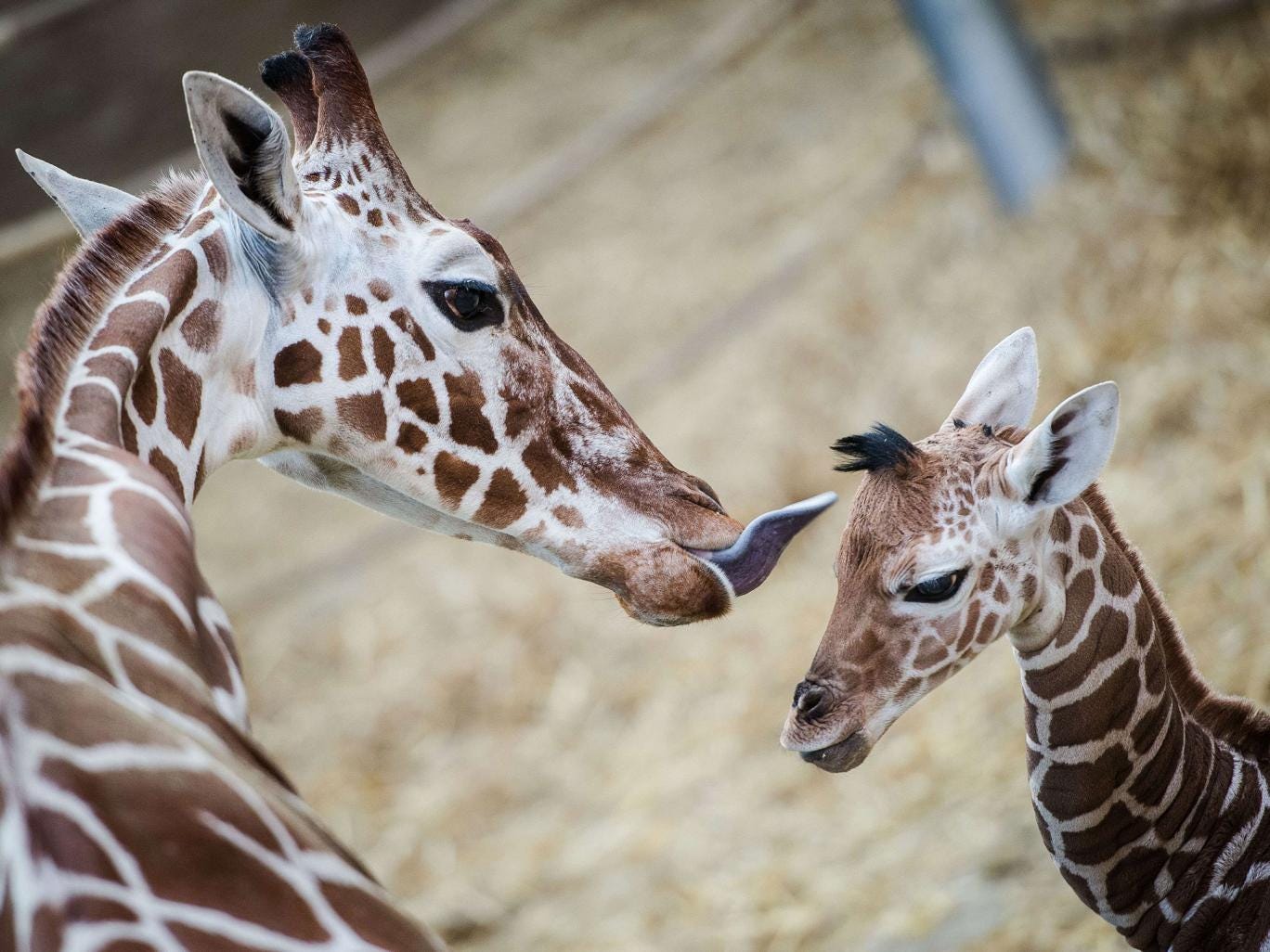 Blackpool Zoo tries to dissuade man from buying a pet giraffe | UK ...