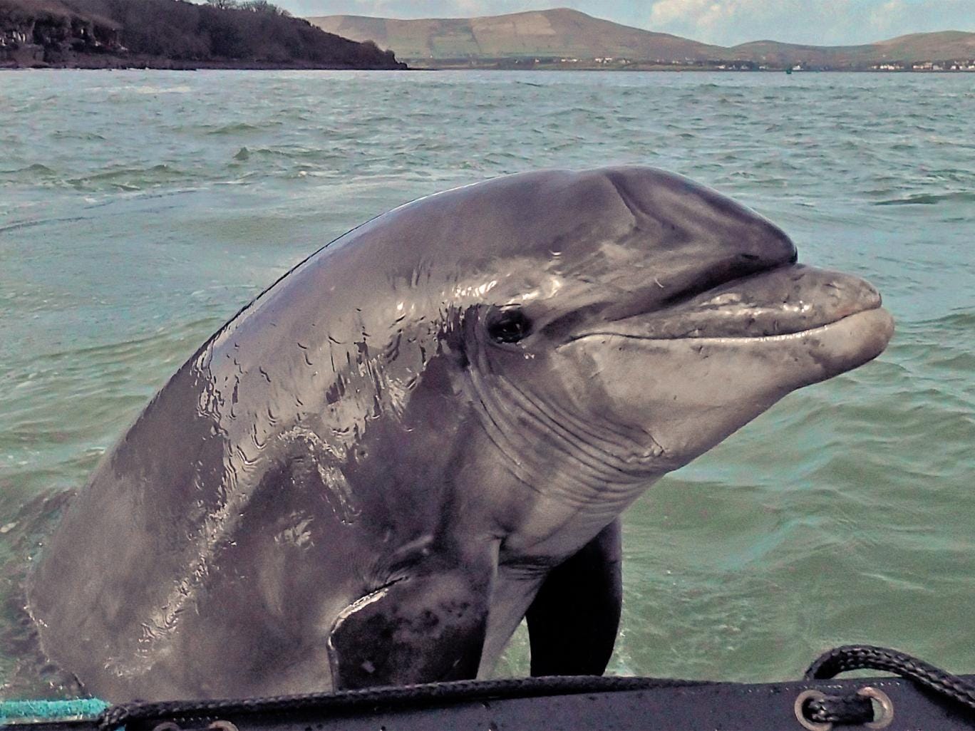 Only one proof of dolphin acumen Only one proof of dolphin acumen
