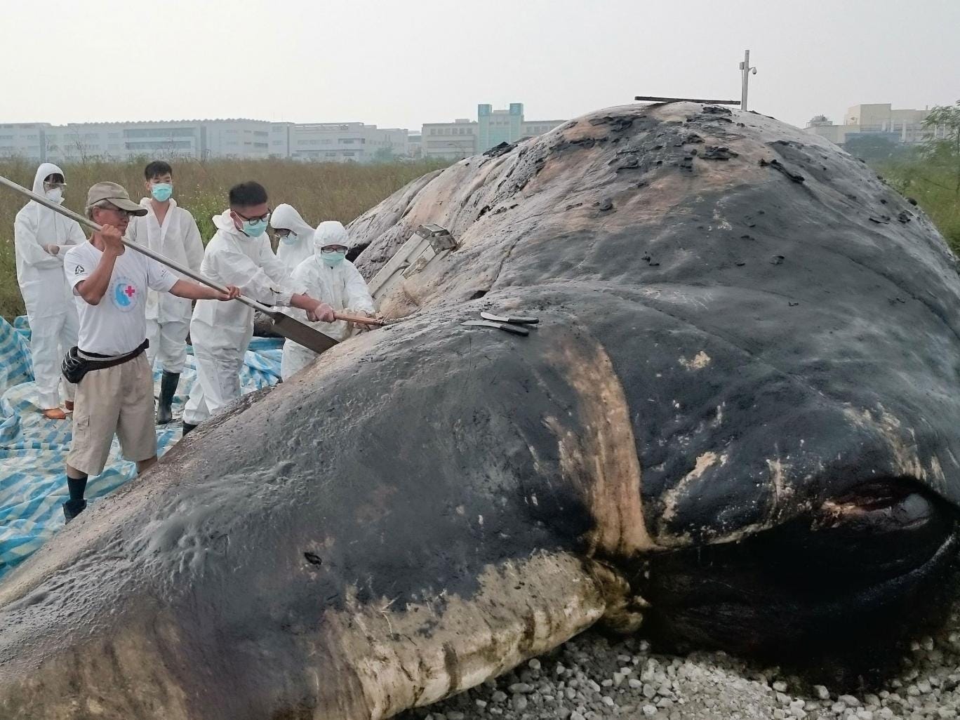 Huge mass of rubbish, including plastic bags and fishing nets, found in ...