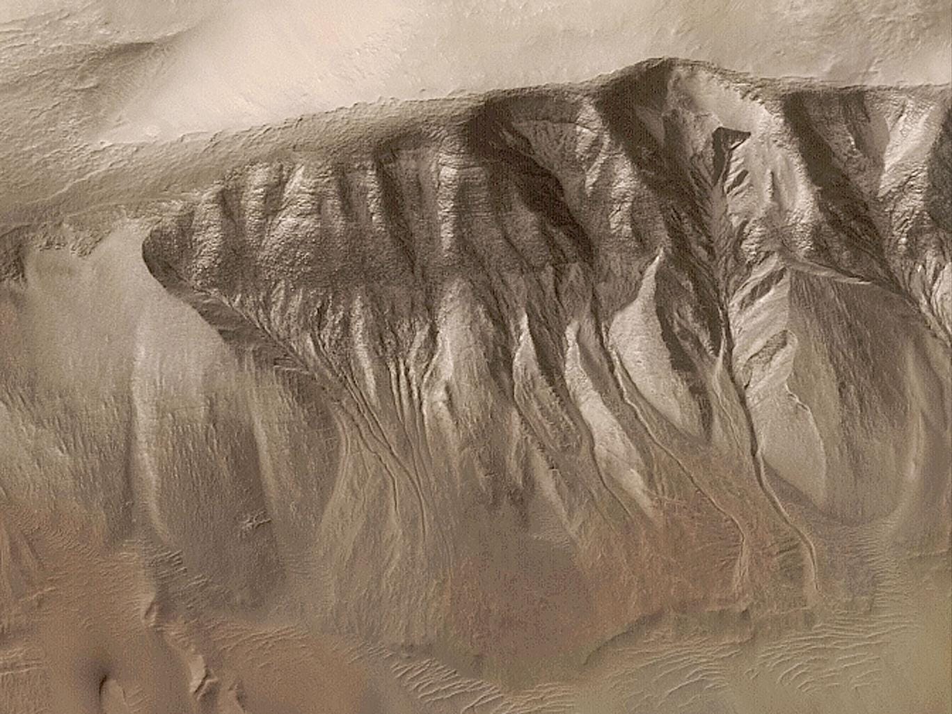 A dried tree was discovered on Mars A dried tree was discovered on Mars