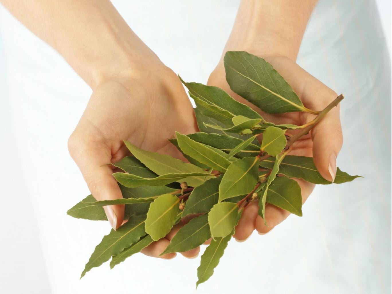 Como atraer al amor de tu vida con laurel?