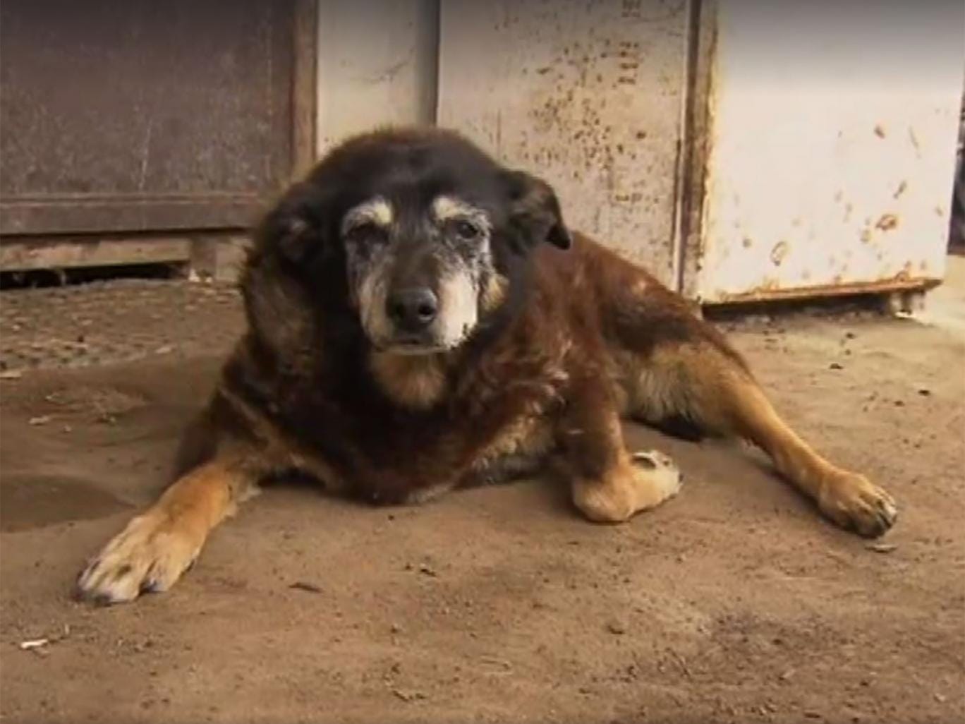 Maggie The Australian Kelpie Is Thought To Be The Oldest Dog At 30   Maggie The Kelpie Oldest Dog 