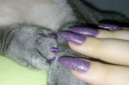 Cats with Pedicures