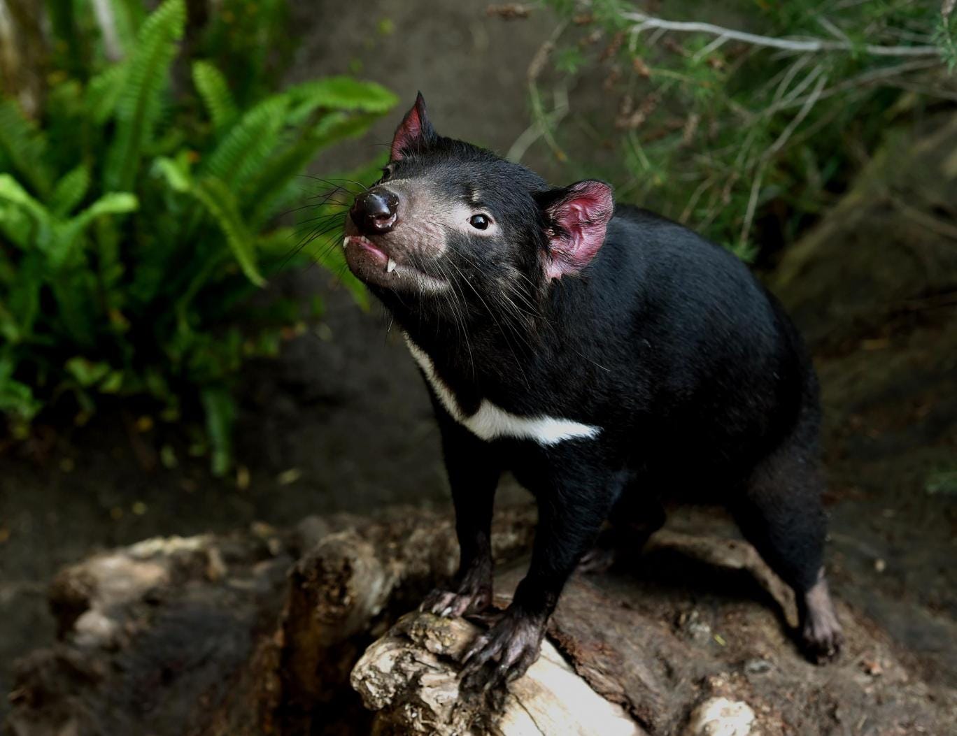 Healthy Population of Tasmanian Devils Located in Remote Corner of