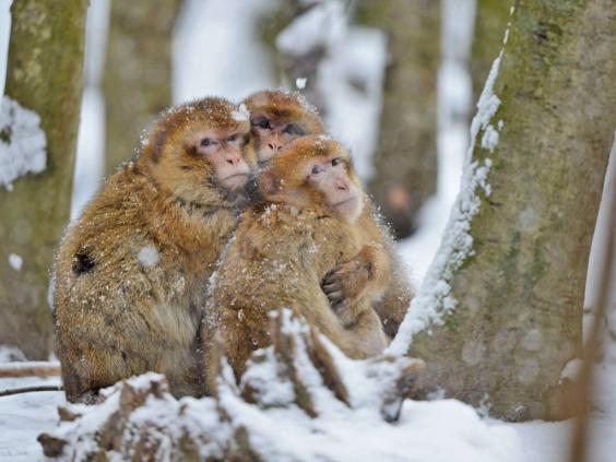 animal-snow3.jpg animal-snow3.jpg