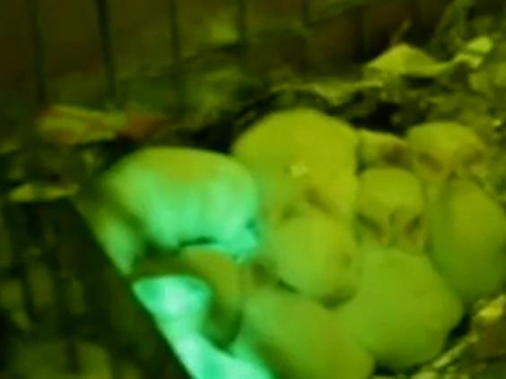 Team of scientists create cloned glow  in the dark  rabbits  
