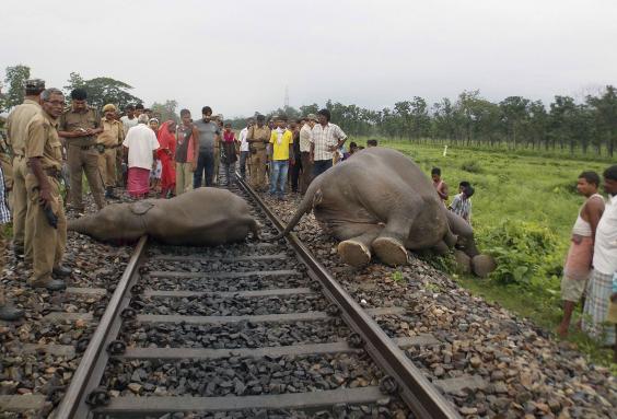 Speeding train kills at least seven elephants and injures 