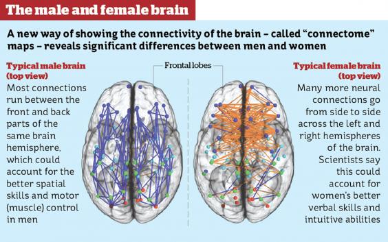 etween male and female brains could explain w