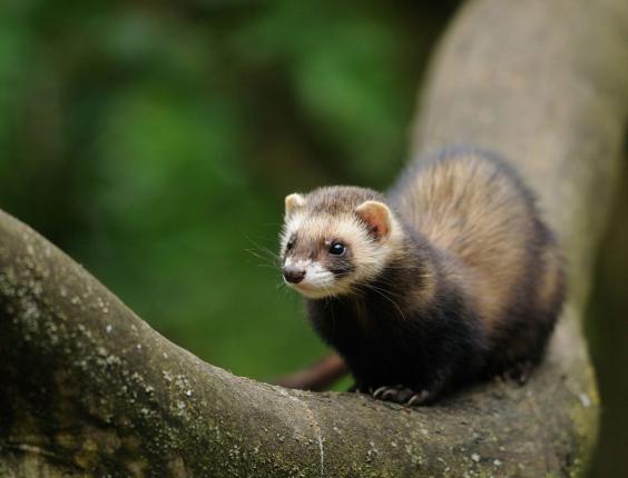 Nature Studies: Pity the poor polecat, the embodiment of evil for no ...