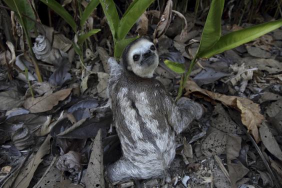 Sloth mystery solved How moths and algae shape this