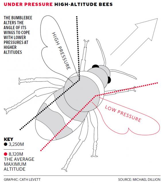 The Flight Of The Bumblebee Becomes More Impressive: Scientists Now ...