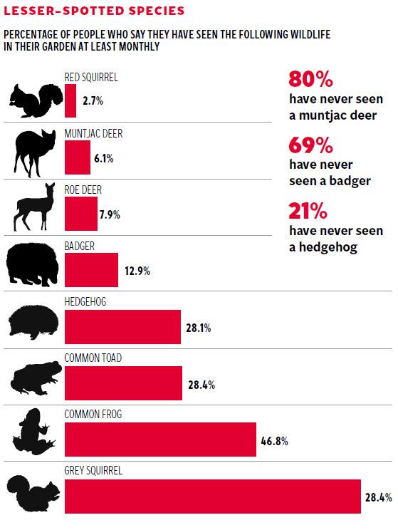 Red squirrels: The creature that everyone knows but is hardly seen ...