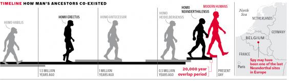 Neanderthal Evolution Chart