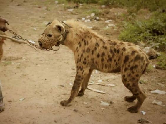 The hyena men of Nigeria Nomads tame baboons and snakes