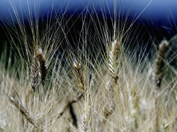 gm-crop.jpg gm-crop.jpg
