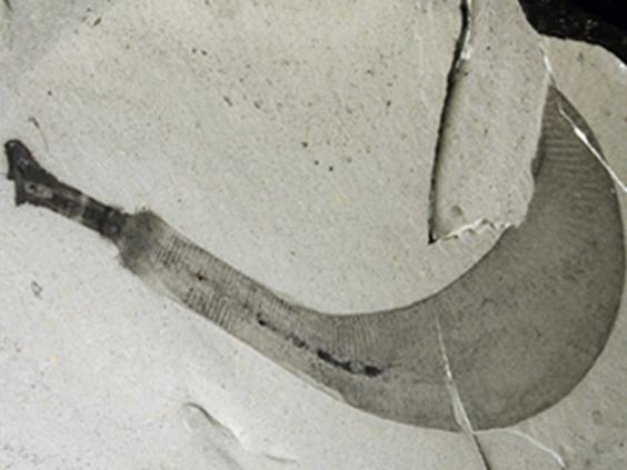 Scientists Uncover Stunning Grand Canyon Secret A Fossilised Penis Worm - euepdbi