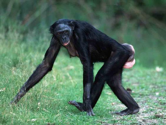chimpanzee vagina