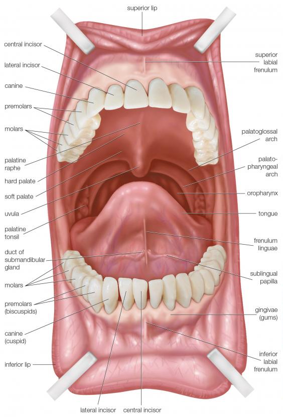 What are common problems that affect the roof of your mouth?