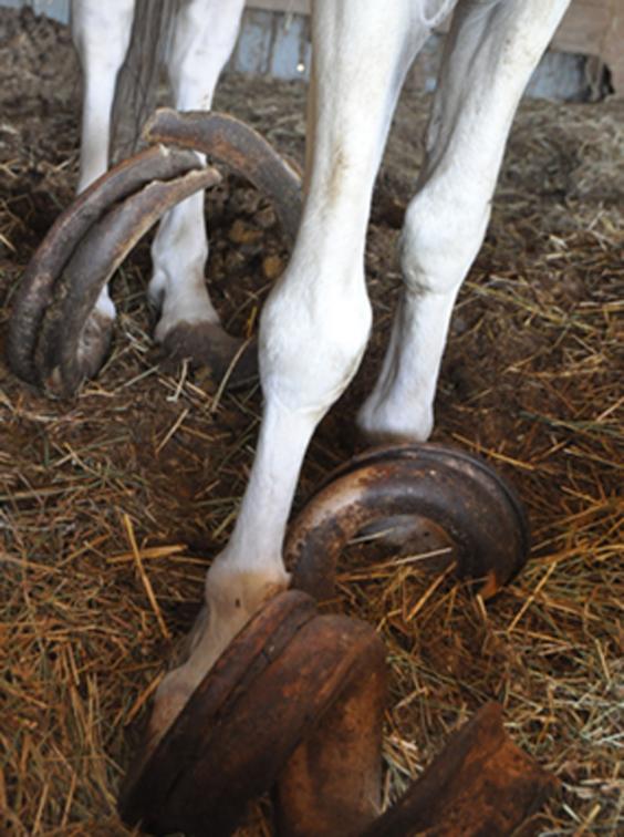 Horses 'neglected for 15 years' found with 3ft-long hooves | The