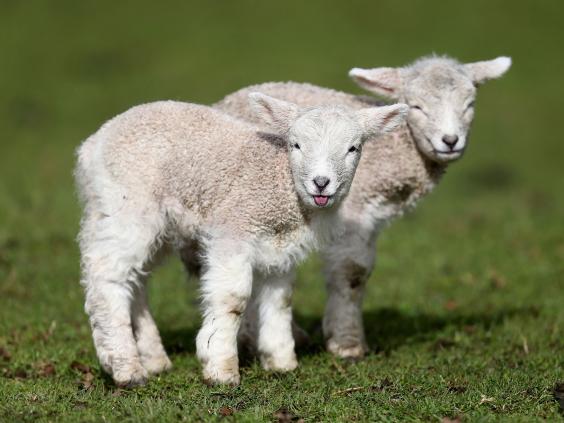 lambs_RF_Getty.jpg