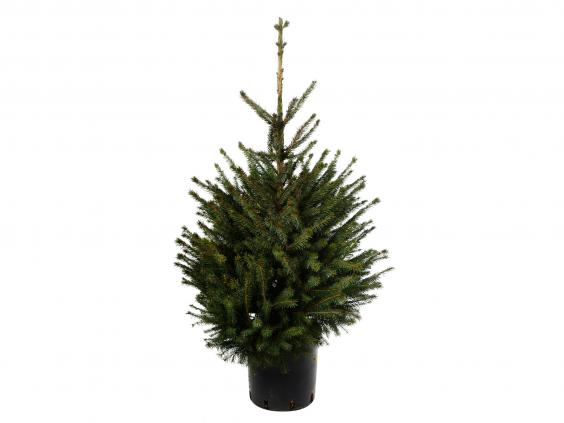 12 best real Christmas trees | The Independent