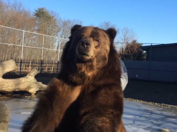 1,500 pound bear gives man a literal 'bearhug' | US | The Independent