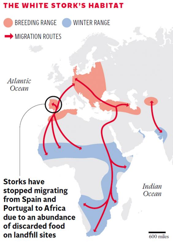 Storks give up migrating to binge on junk food in landfill sites | The ...