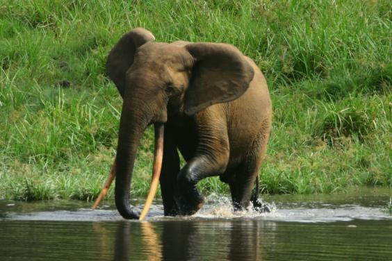 an forest elephant returns from the in gabon on the frontline of the deadly battle in gabon against ivory poachers the independent an forest elephant returns from the in gabon on the frontline of the deadly battle in gabon against ivory poachers the independent