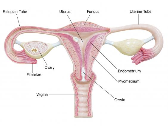 Deatiled diagram of the vagina