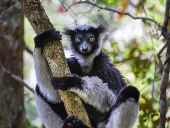 indri-lemur.jpg