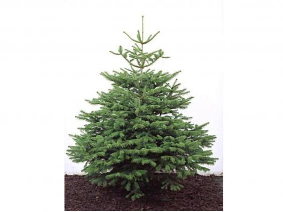 14 Best Real Christmas Trees 14 Best Real Christmas Trees