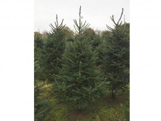 14 best real christmas trees the independent 14 best real christmas trees the independent