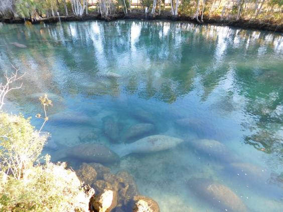three-sisters-springs-with-manatees-2.jpg