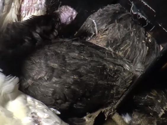 Undercover footage of Essex turkey farm shows 'ragged birds kept in ...