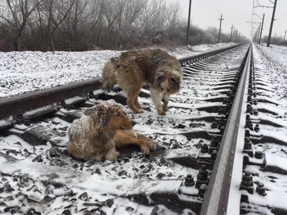 dogs-tracks.jpg dogs-tracks.jpg