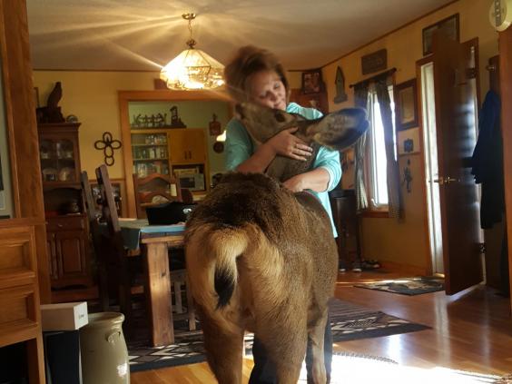 pet-deer-taryn.jpg pet-deer-taryn.jpg