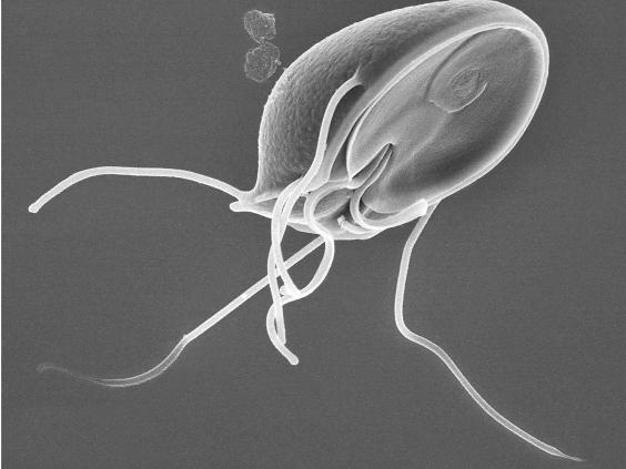 how-parasites-and-bacteria-could-be-changing-the-way-you-think-and-feel