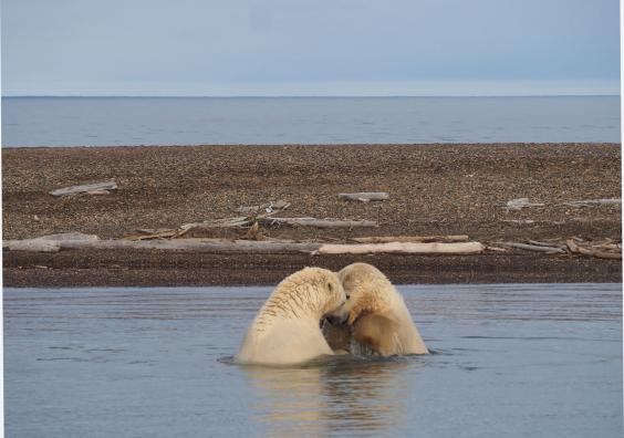 two-sub-adult-male-polar-bears-wrestle-in-the-shallows-near-kaktovik-c-sarah-reid.jpg