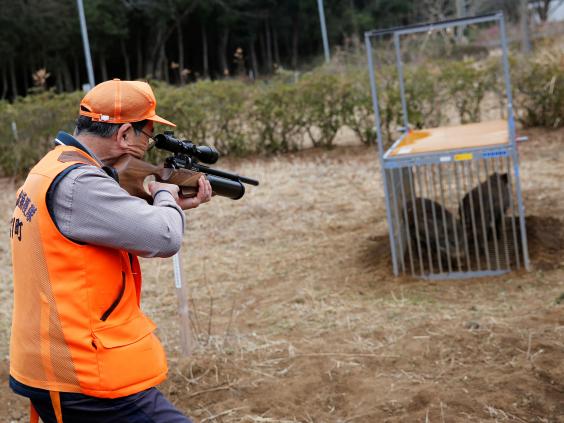 Radioactive boars are running rampant in Japanese towns six years after Fukushima Radioactive boars are running rampant in Japanese towns six years after Fukushima