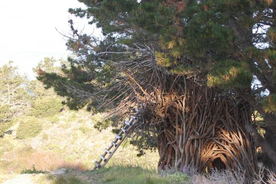 treebones.jpg treebones.jpg
