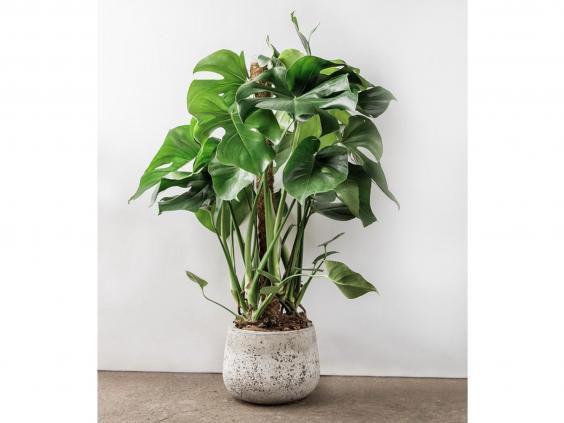 8 best  house  plants  The Independent