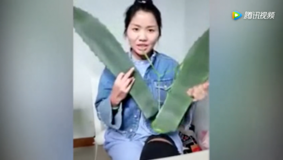agave2.jpg agave2.jpg