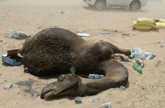 camel-qatar1.jpg