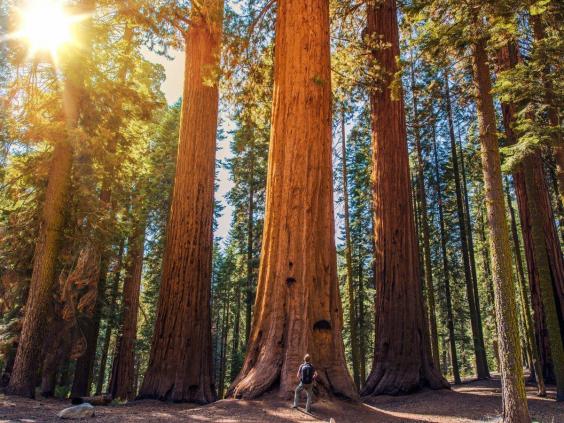 Northern California's famous redwood trees can be found in Sequoia National Park. The park is home to about 8,000 Sequoias, which are the largest and longest-living trees on Earth.  | The Independent